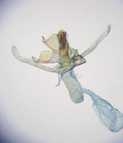 Spuleria flavicaput